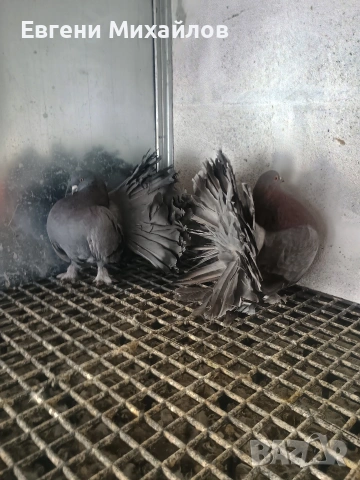 Фенерлии , снимка 8 - Гълъби - 53045490