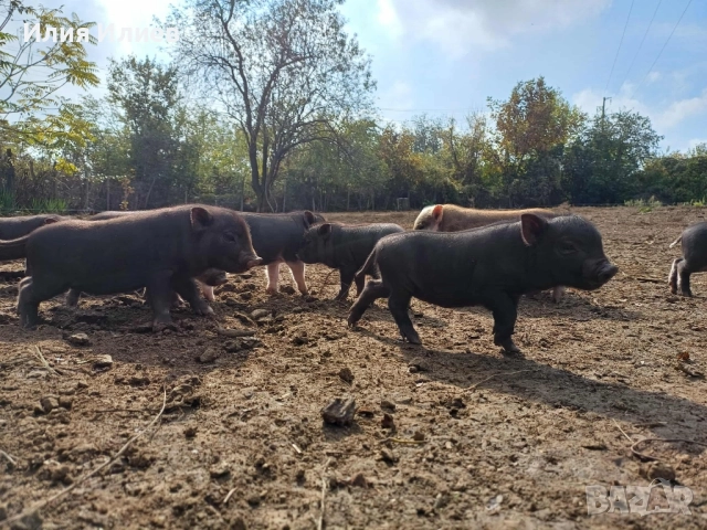 Виетнамски прасета, снимка 8 - Други животни - 52072298