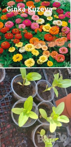 Циния, снимка 1 - Градински цветя и растения - 45545029