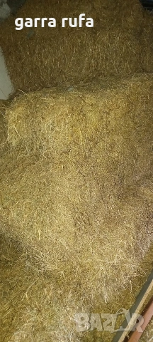 Бали люцерна , снимка 2 - За селскостопански - 53766605