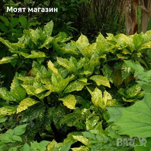 Аукуба - aucuba