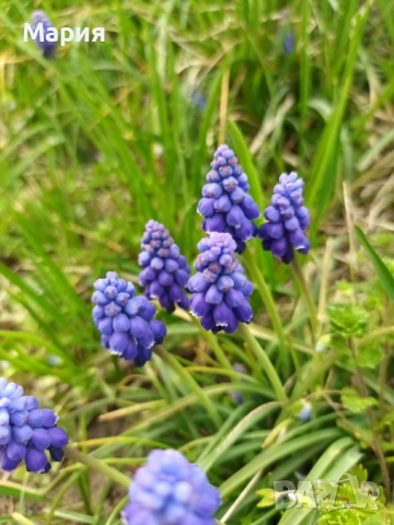 Мускари / Кукувиче грозде