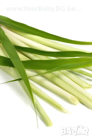 Oilo БИО Етерично Масло от Кора от Цитронела (Cymbopogon winterianus) - Citronella Oilo 5 мл., снимка 3 - Други - 49721731