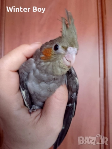 Бебе 3 папагал мъжки корела корели , снимка 4 - Папагали - 53439052