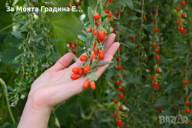 Годжи бери - Червено и жълто , снимка 5 - Градинска техника - 54020824