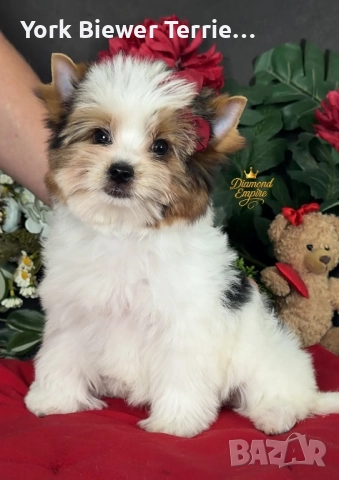 Йоркширски теРиер! Малки принцеси за деца и възрастни! Доставка 