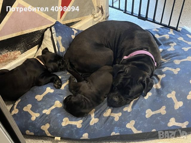 Beautiful cane corso puppies, снимка 2 - Кане корсо - 45736466