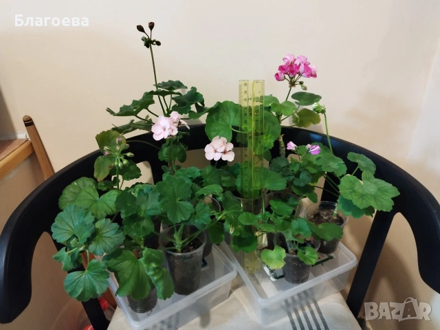 Комплект вкоренени резници Мушкато 10 бр - 9 цвята 