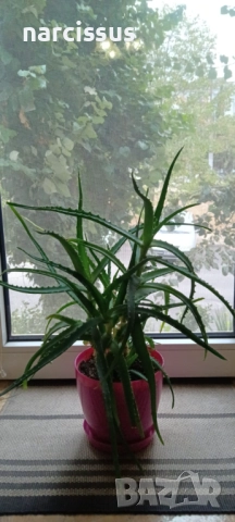 Алое Вера , снимка 1