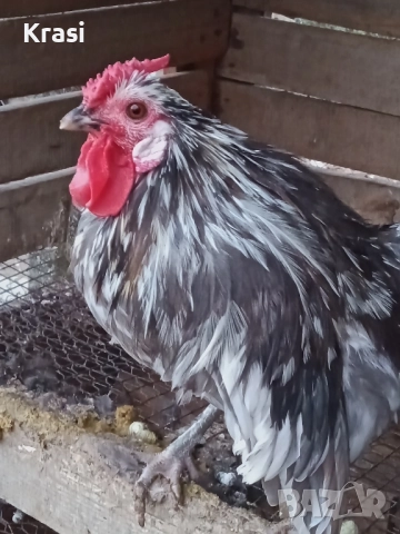 декоративни петлета и кокошлета, снимка 8 - други­ - 52408726