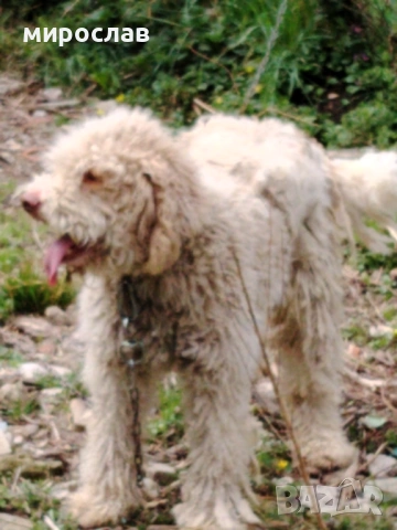 Логото обучено за трюфели, снимка 2 - Други - 54040265