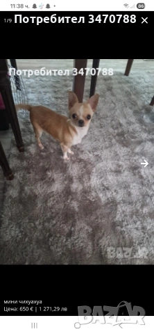 чихуахуа, снимка 4 - Чихуахуа - 54288641