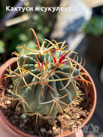 Кактуси FEROCACTUS LATISPINUS, снимка 2 - Градински цветя и растения - 44320408