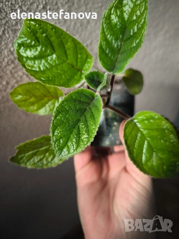 Синингия An's Nyx, снимка 4 - Стайни растения - 53803791