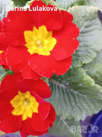 Иглика , снимка 2 - Градински цветя и растения - 53414919