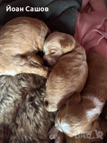 Английски кокер шпаньолчета, снимка 4 - Шпаньоли - 54153840