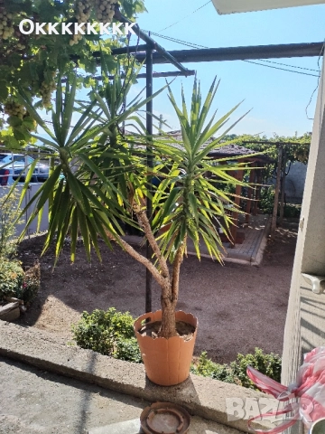 Палма, цвете, Юка