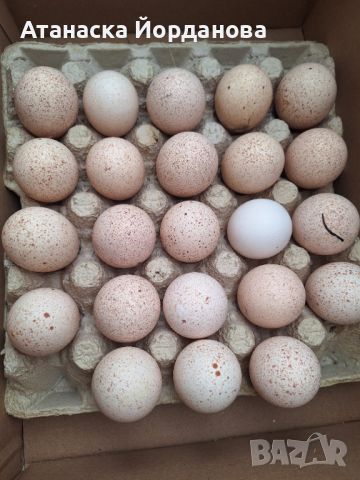 Яйца от пуйки, снимка 1 - други­ - 46242072