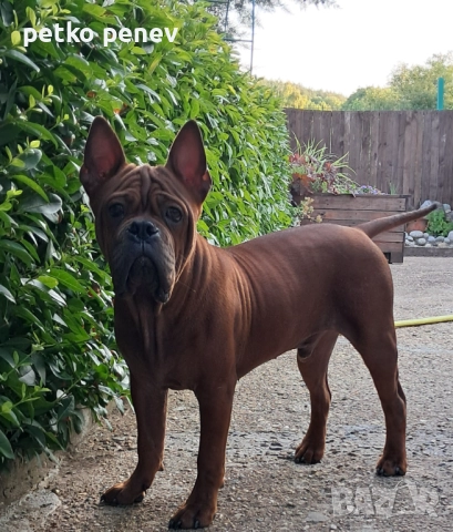 Чун цин китайски булдог, снимка 4 - Други - 50025524