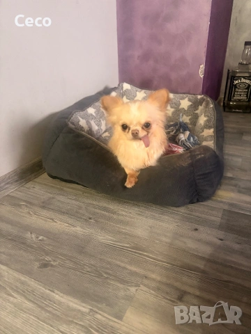 Момче Чихуахуа 