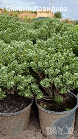 Хебе Hebe, снимка 11 - Градински цветя и растения - 52534903