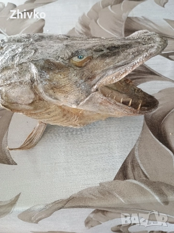 Глава на щука, снимка 2 - Антикварни и старинни предмети - 52534001