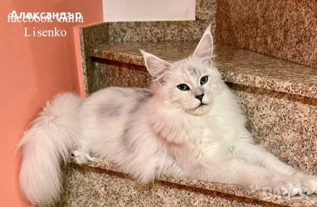 Котенца Мейн Куун с родословие, снимка 9 - Мейн кун - 53618290