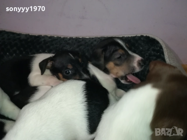 ДЖАК РЪСЕЛ 250ЛВ ЗА БРОЙ 2709251829, снимка 8 - Джак ръсел териер - 51859010