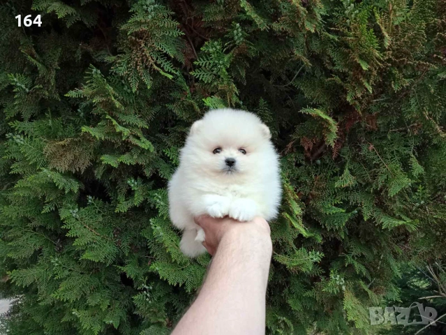 Померани. Реални снимки от 21.04.2026 г. , снимка 3 - Померан - 54273673