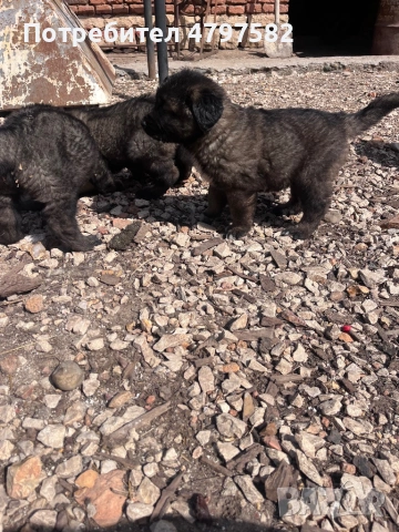 Кавказчета , снимка 2 - Кавказка овчарка - 54201907