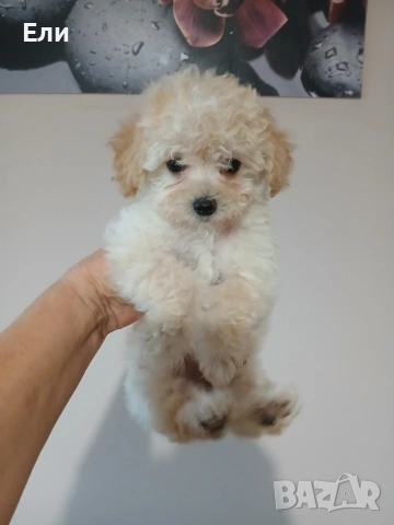 Той пудел /Малтипу-момиче и момче, снимка 6 - Пудели - 53683639