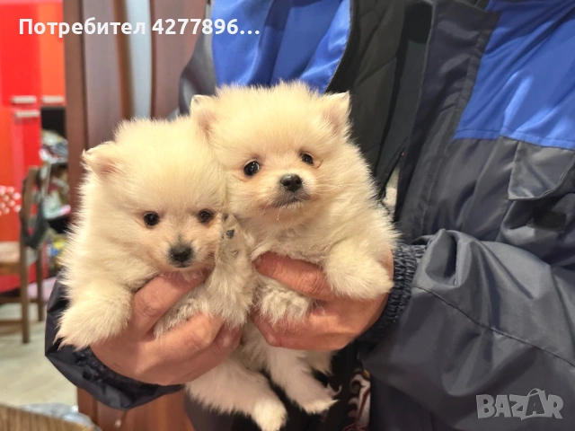 Померанчета , снимка 4 - Померан - 53721660