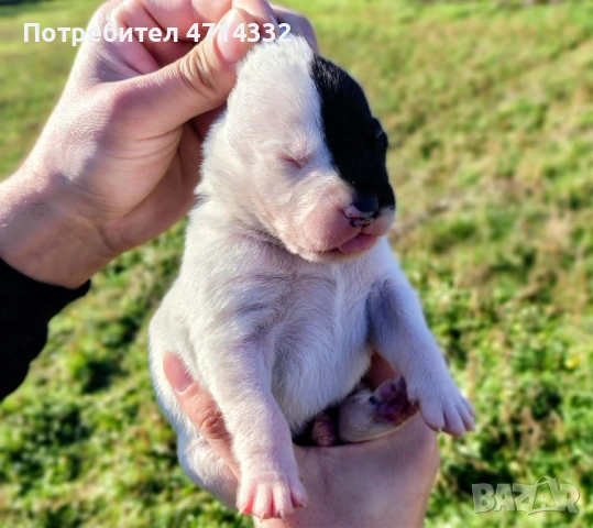 Продавам мъжки и женски кученца, снимка 12 - Дого аржентино - 53163193