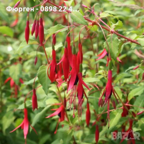 Фуксия - Fuchsia magellanica gracilis СТУДОУСТОЙЧИВА, снимка 1 - Разсади - 45953400