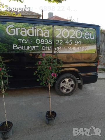 Хибискус Кичест - Щамба Цветове   Бала , Розова и Червена , снимка 11 - Разсади - 46653636