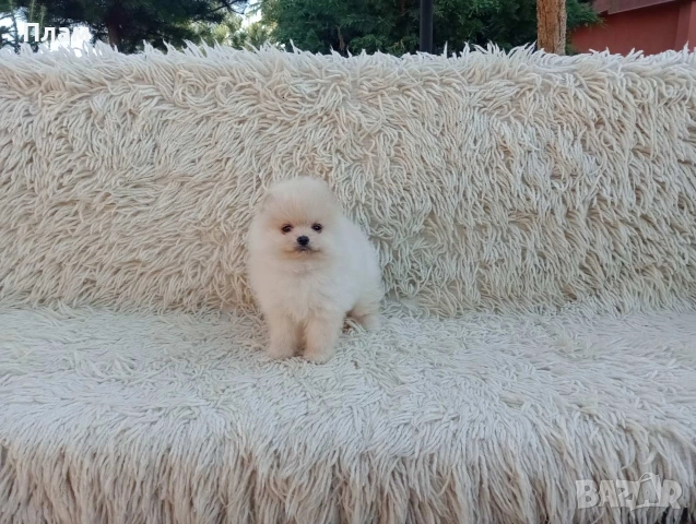 Мъжки и женски Померани.Реални снимки от 06.04.26 г., снимка 8 - Померан - 54105762