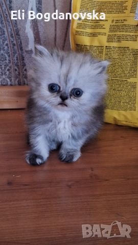 Прекрасни сребърна чинчила персийски и хималайски персийски котенца, снимка 4 - Персийска - 46404273