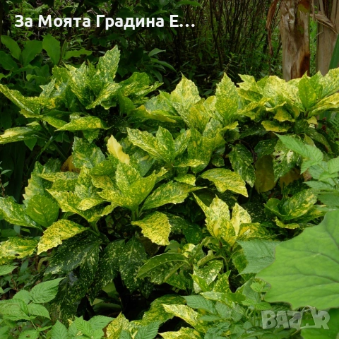 Аукуба , снимка 3 - Градински цветя и растения - 53634676