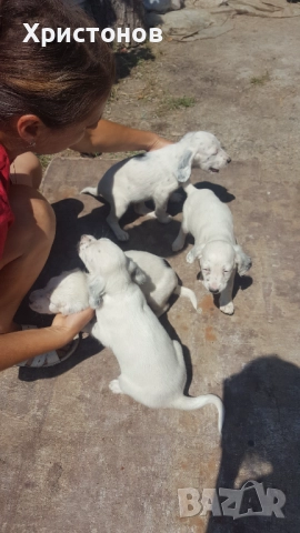 МАЛКИ КУЧЕНЦА, снимка 4 - Английски сетери - 52487494