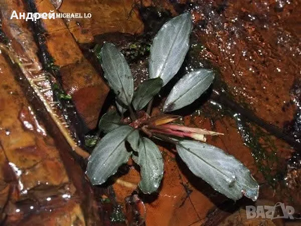 Буцефеландра , снимка 6 - Оборудване за аквариуми - 49664283