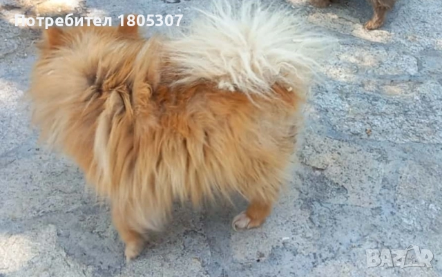 продавам, снимка 3 - Померан - 52615930