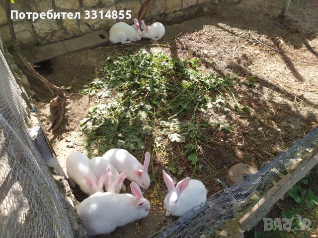 Зайци, снимка 2 - Други животни - 46345067
