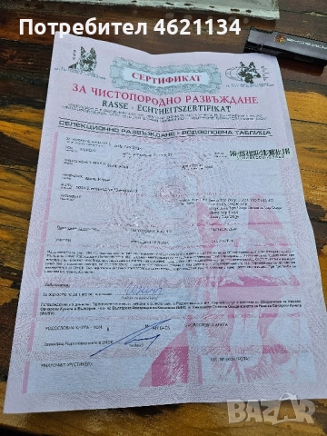 Родословна немска овчарка, снимка 5 - Немска овчарка - 52433298