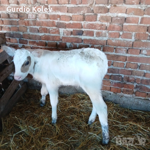 Телета , снимка 4 - Крави - 54292029