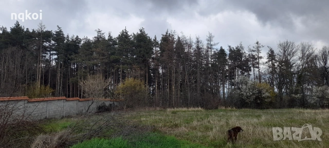 Продавам парцел в с.Великденче общ. Омуртаг, снимка 4 - Парцели - 54089453