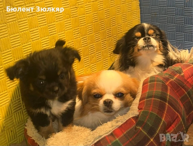 Мини чихуахуа , снимка 3 - Чихуахуа - 53597369