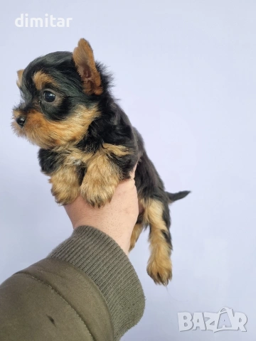 Йоркшир териер мини , снимка 2 - Йоркширски териер - 53580096