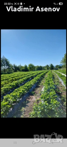 Ягоди, снимка 10 - Козметични уреди - 53940999