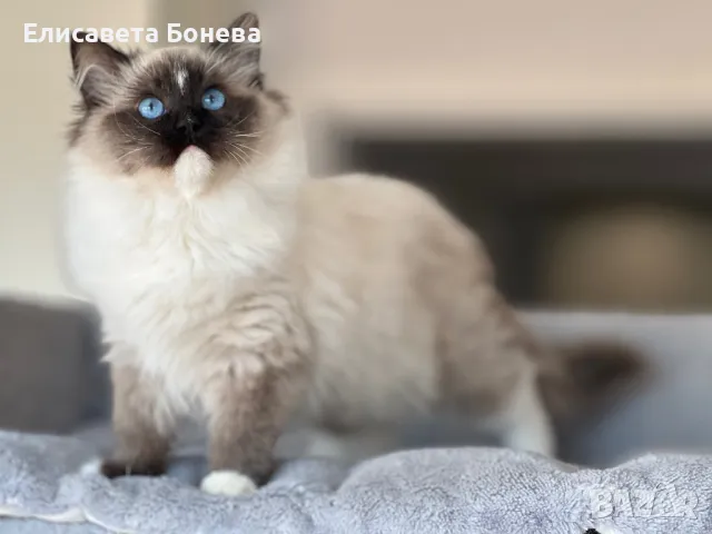 Котенца Ragdoll / Рагдол с родословие , снимка 6 - Други - 48579871