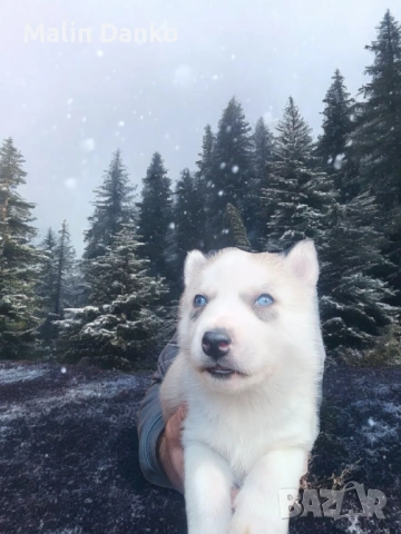  СИБИРСКО ХЪСКИ , снимка 5 - Хъски - 53089054